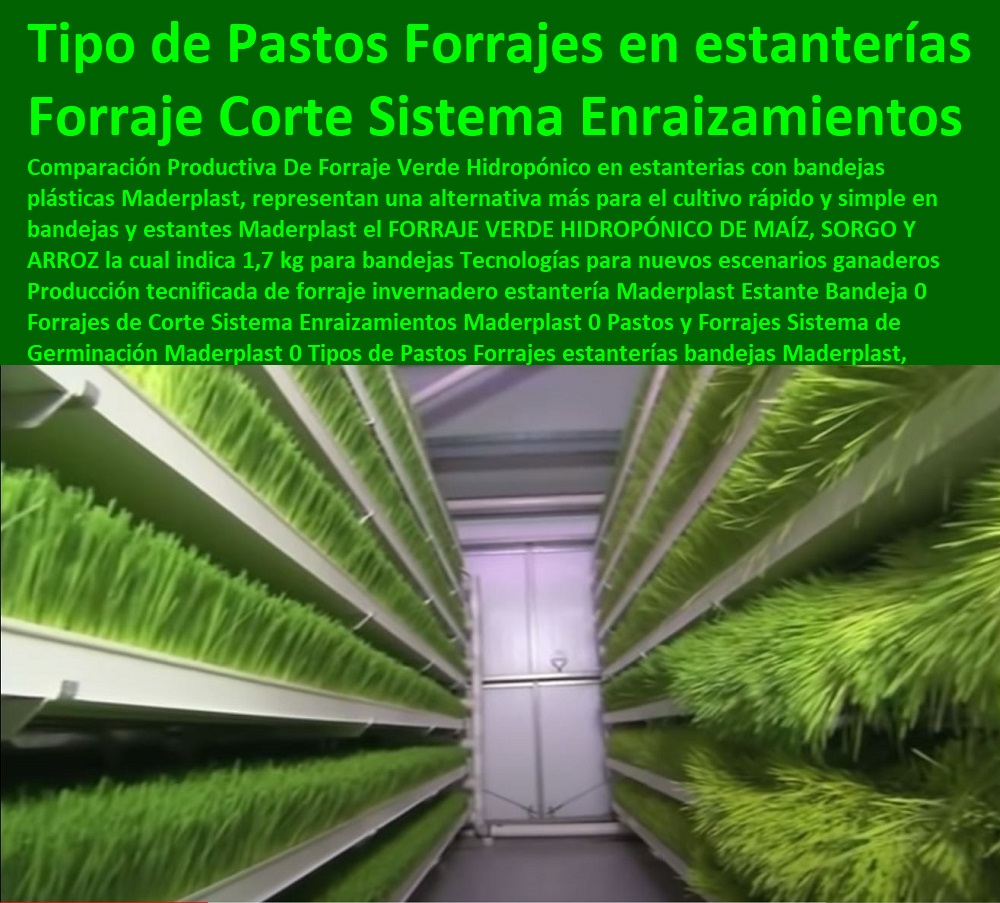 Cultivo Hidropónico Bandejas Plásticas Maderplast Bandeja Germinación 0 Como Hacer  ¿Qué es EL Diseño de un Producto, 0 ¿Qué es EL Proceso de Diseño de un Producto, 0 Estrategia de Desarrollo de Nuevos Productos bandeja Cultivo Hidropónico Bandejas Plásticas Maderplast Bandeja Germinación 0 Como Hacer  ¿Qué es EL Diseño de un Producto, 0 Proyectos Innovadores en Plástico, Nuevas Tecnologías de Plásticos, Nuevos Productos Maderplast, Novedades Plásticas Maderplast, Diseño Desarrollo de Productos en Plástico, Modernos Desarrollos en Plástico, Novedades y Productos Para Comercializar, ¿Qué es EL Proceso de Diseño de un Producto, 0 Estrategia de Desarrollo de Nuevos Productos bandeja